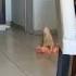 Кот на Пружинах Funny Cat Shorts Funnyvideo Cat