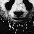 Dünyanın En Gözel Mahnısı PANDA