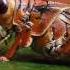 Have You Ever Heard Crickets Chirping Slowed Down Its Amazing