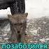 Шакал укусил мужчину за руку Jackal Bit His Hand Youtubeshorts Viral Youtube Trending