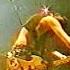 Янг Ганз Young Guns Лужники Luza 1992