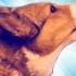 Corgi Howls
