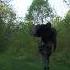 The Northeast Jungle Of Ticks Maine Turkey Turkeyhunting Hunting Outdoors Getoutside