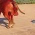 Clifford The Big Red Dog Clifford Cliffordthebigreddog