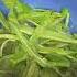 Washing Culantro With Salt Food Herbs Music Vegetables Entertainment