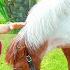 Diana And Roma S Family Zoo Adventure With Animals