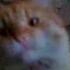 Funny Cats Кот двигается под хит 70 х