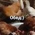 Обед Music