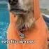 We All Have Our Flaws Poo Baddog Coprophagia