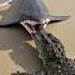 Giant Shark Leaps From Water To Hunt Crocodile On The Sand