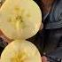 Top 5 Fruits Which Also Come In Different Colors It Is Very Amazing 1