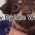 Clap Along Happydoggo Dog Cutedog Trending Happy Puppy Doggo Dogshorts Dogs