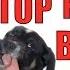 How To Train A Puppy NOT To BITE