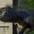 Indoraptor Vs Scorpios Rex Jurassicpark Jurassicworld Dinosaur Scorpiusrex Indoraptor