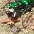 Watch This Tiger Beetle Eat A Bug Continued