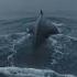 Jonah And The Whale
