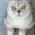 Как понять что котик тебе доверяет коты кошка кот