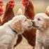 Dog Play With Chicken Dog Chicken Shorts Youtubeshorts