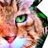КОТ НОСОК ОТКУДА МЕМ Кот Носок Откуда Легенда и Кто Он Вообще Такой Мем Из Тик Тока Про Кошек