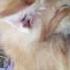 Manusia Netek In Kucing Anak Kucing Minta Netek Ke Manusia