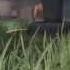 AMAZING COD GHOSTS WALLBANG HITMARKER