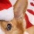 READY FOR XMAS Topi The Corgi