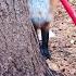 Alice The Fox White Frightened The Fox But Realizing This He Was Frightened Himself