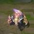 Warwick Still Remembers Leagueoflegends Arcane Shorts