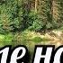 Лесные напевы