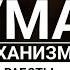 Программа ума Механизмы работы