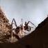 This Beetle Can Shoot Formic Acid