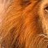 Рык африканского льва Рычание льва Африканский Лев рычит The Lion S Roar Leo