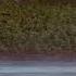 Лебедь кликун WHOOPER SWAN Cygnus Cygnus