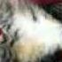Btr N Cats 2nd Vid