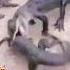 Short Films Viral Cute Animals Hippo Wildlife Animalworld Babyanimals