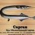 Реальная Рыбалка Чёрное Море Сарган