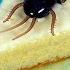 ROACH IN ICE CREAM CAKE