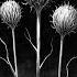 The Truth Behind Witches Brooms A Medieval Form Of Hallucinogenic Arousal
