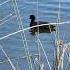 Eurasian Coot Swimming In Peaceful Lake Welcome To TUSHANNA Sorts Nature