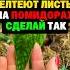 Желтеют листья на помидорах сделай так огород секреты дача сад томаты урожай помидоры