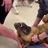 動物 狗狗誤吞玩具 幸得獸醫及時搶救 毛孩 生活