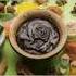 The Historical Context Of Chyawanprash