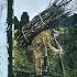Misty Mountain Hop Led Zeppelin IV Original 33 RPM 1971