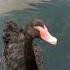 Black Swan Exotic Birds Птица счастья Shorts рек подпишись Exotic лебедь птицы