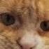 Grateful Rescue Cat S Stunning Transformation The Dodo