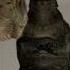 SFM T Rex Indominus Rex And Godzilla 2014