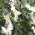 Bevis Frond Snow