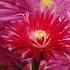A FLOWER S ALL YOU NEED With Lyrics Demis Roussos