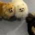 Проходим по очереди Pomeranian шпиц собака Puppy животные Pets собаки Love щенок топ
