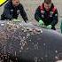 Orca Whale Injured By Millions Of Seashells Was Successfully Rescued By The Rescue Team